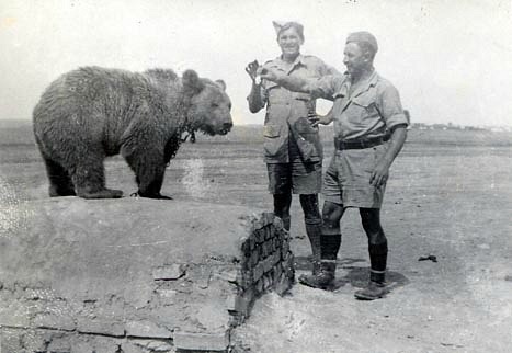Сирийский бурый медведь, найденный в Иране, воюет в советско-британской армии в Италии за родную Польшу в составе Германии